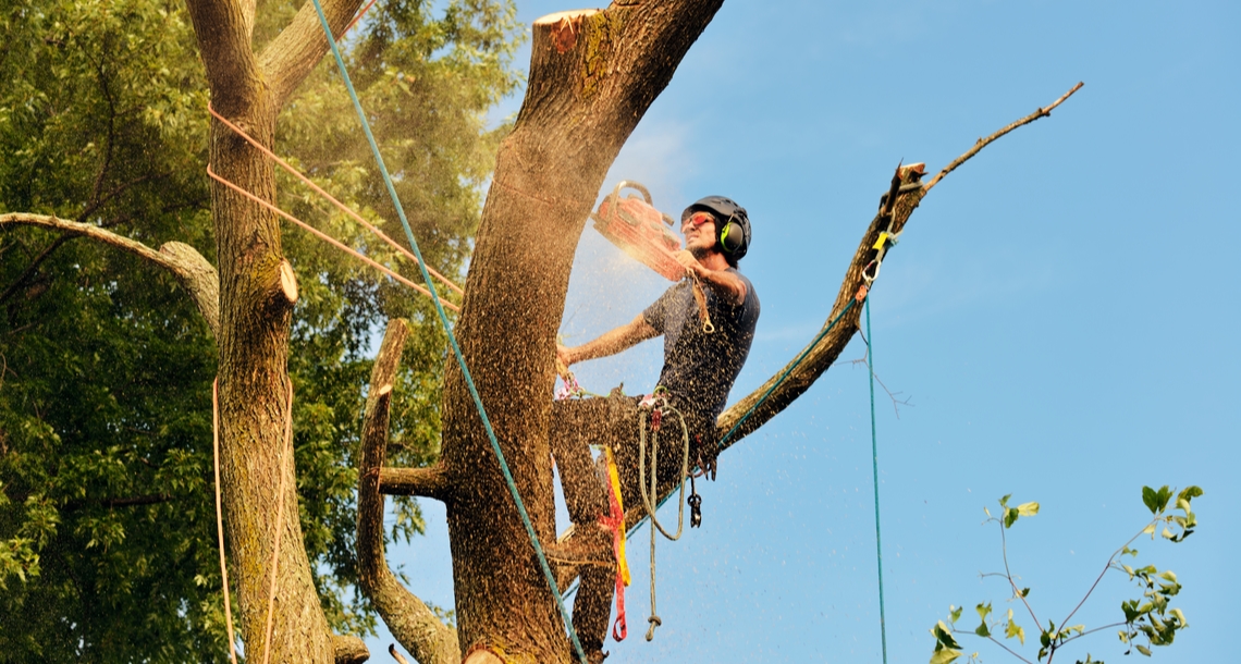 Surety Life Arborist Tree Lopper Income Protection